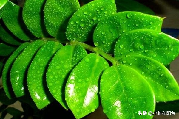 金钱树叶子种植选择嫩叶还是老叶,金钱树如何养护叶片油亮