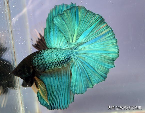 斗鱼哪个品种好养活,斗鱼品种哪个好养