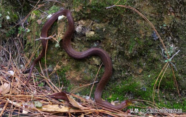带你认识我国分布的劲槽蛇属蛇类，虎斑颈槽蛇遍布祖国大江南北