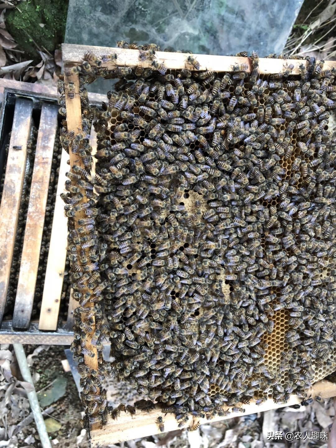 养蜂怎样管理好蜂王和蜜蜂,夏季蜜蜂怎么防胡蜂蛰