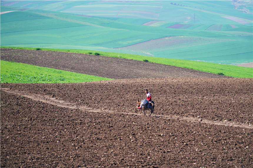 非洲奇遇,摩洛哥唯一的古罗马遗迹,为何从繁华都市到一片废墟?