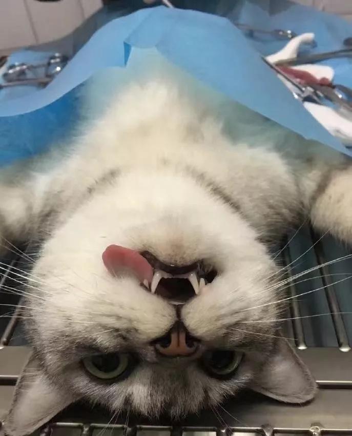 疫情期间，我家猫却发情了，我该怎么办？