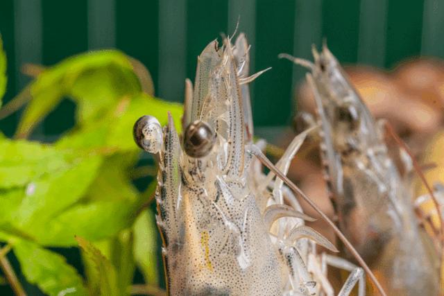 5.8折！魔都新开摩洛哥风「泰式海鲜火锅」，锅底、红膏蟹免费送