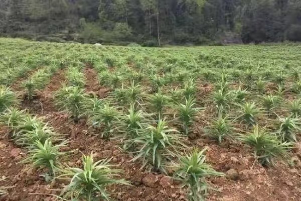 农村人创业种植什么最赚钱,农村养殖种植与三农创业致富项目