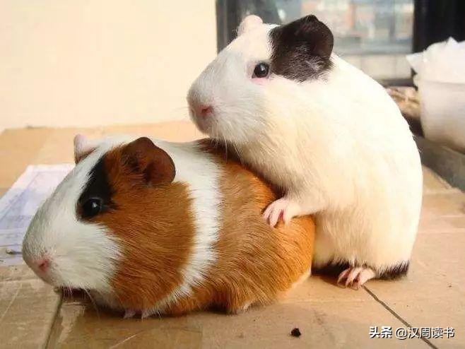 历史冷知识:土耳其Turkey没有火鸡turkey,荷兰也没有荷兰豆……