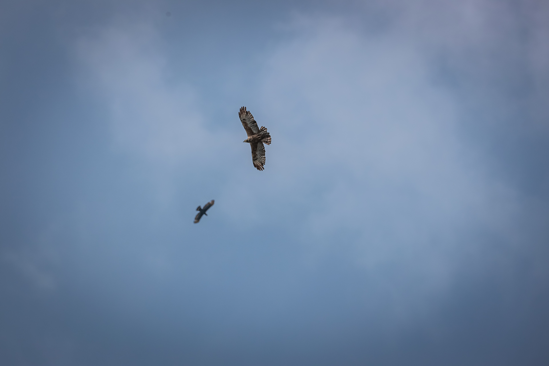 见证猛禽“生存”之道迪卡侬仿生系列试用体验