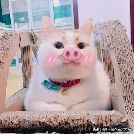 家里的猫咪只对一个人叫,家里猫咪凶不听话