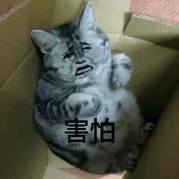 铲屎官常备的药,铲屎官该如何治疗和预防