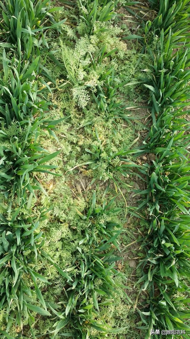 这个新药专治麦田雀麦、野燕麦、棒头草、硬草等禾本科杂草