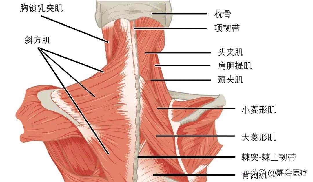 颈痛的煎熬，你不是一个人在承受