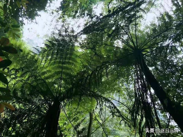 四川自贡市荣县金花,荣县金花乡桫椤谷