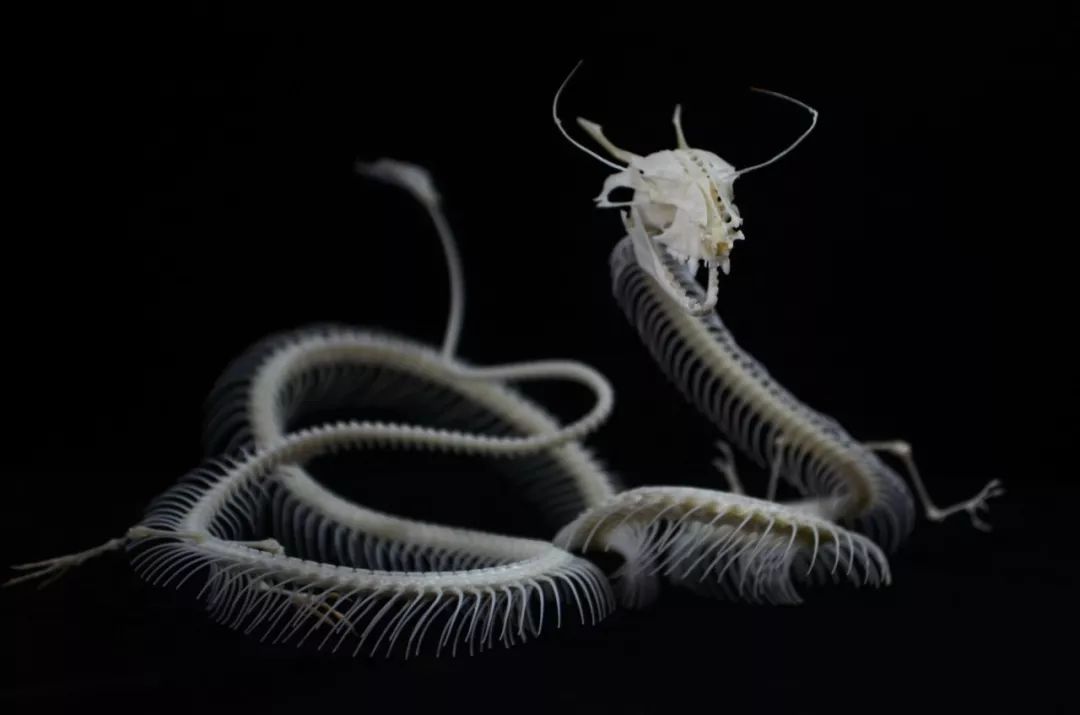 捡的动物尸体做标本收藏,现场解剖动物尸体