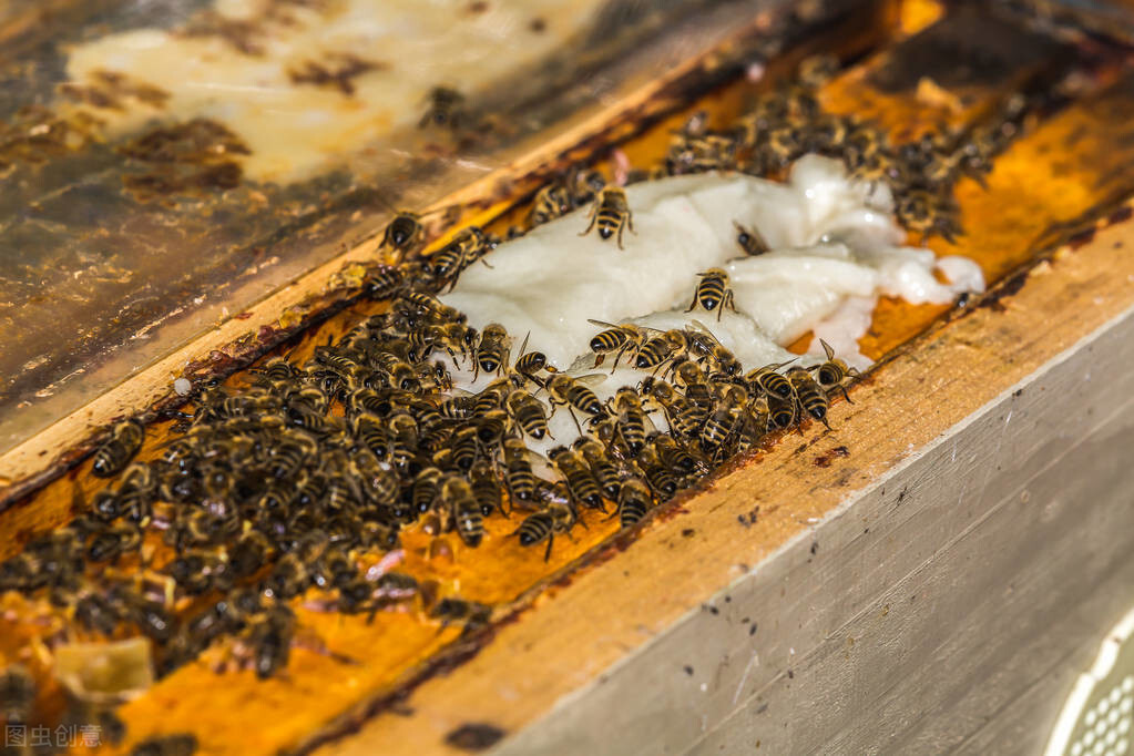 蜜蜂养殖知识建立蜂场的最佳方法,蜜蜂养殖技术新蜂箱如何处理