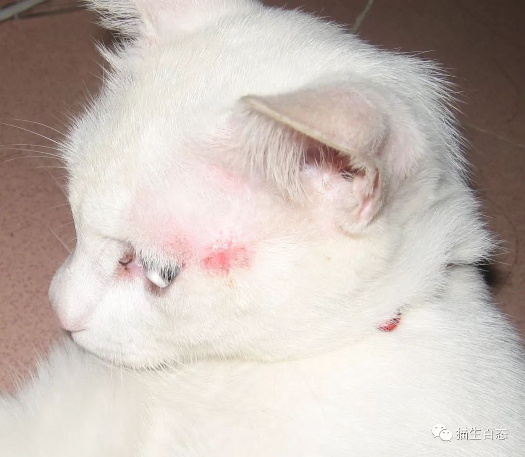 猫癣有那么可怕吗,最可怕的猫癣