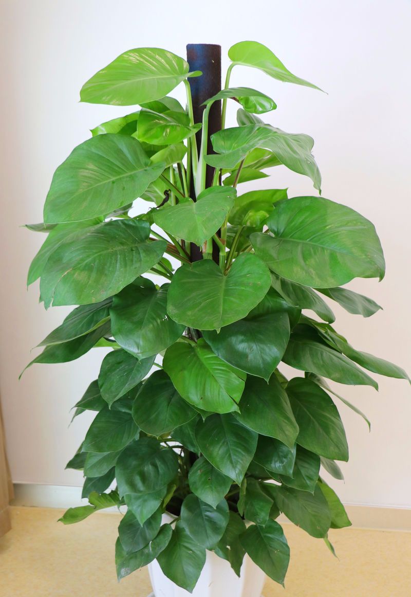 绿萝正确的浇水方法,绿萝浇水的正确方法和步骤