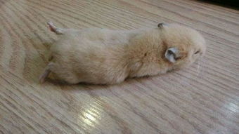 仓鼠铲屎官日记,仓鼠不吃排泄物会怎样