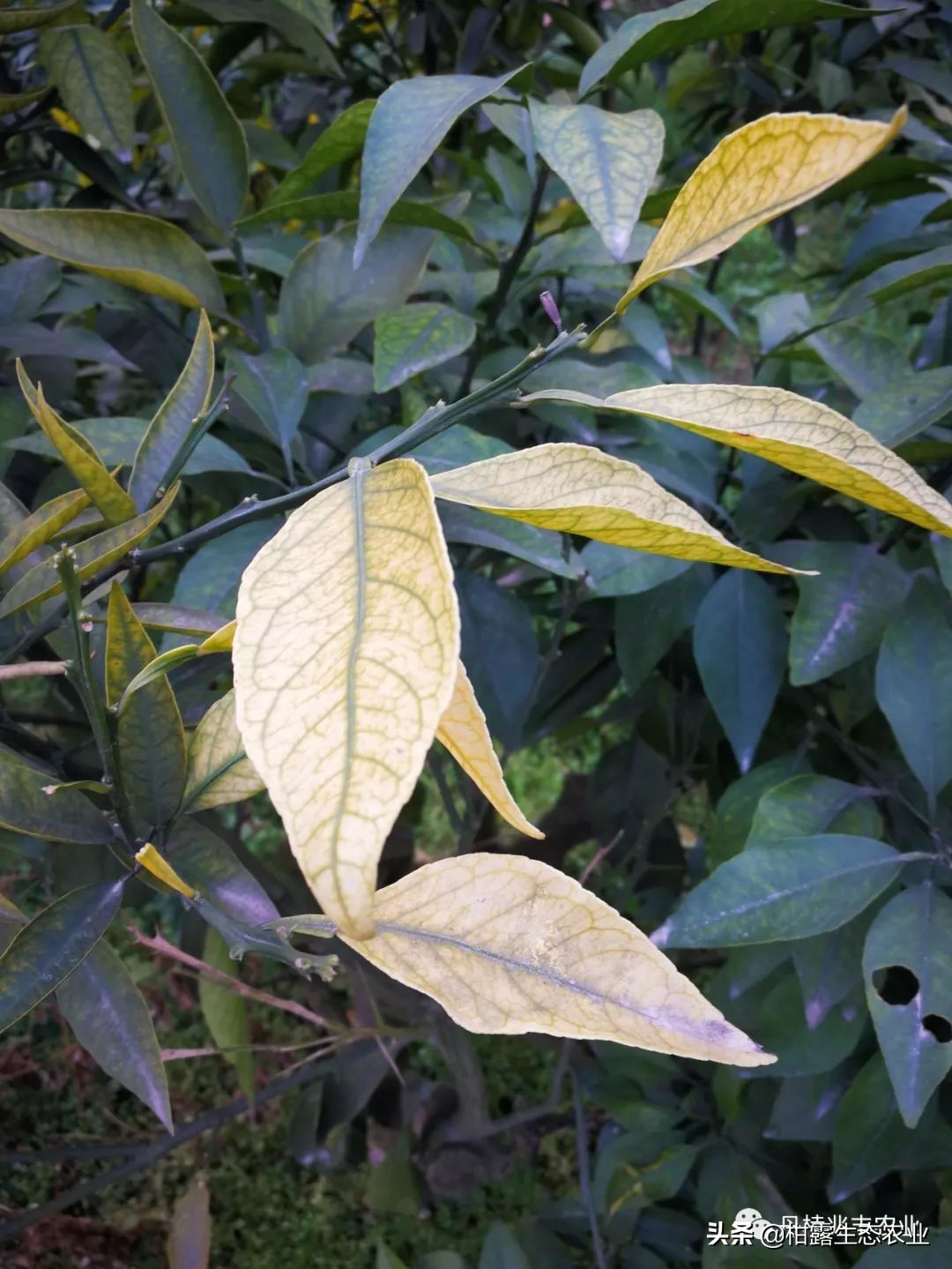 缺氮缺磷缺钾的表现,缺氮缺磷缺钾会怎么样