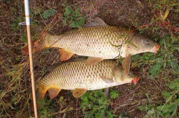 透露一个好消息，这才是玉米饵最牛的用法秘诀，猛拔鲤鱼十拿九稳