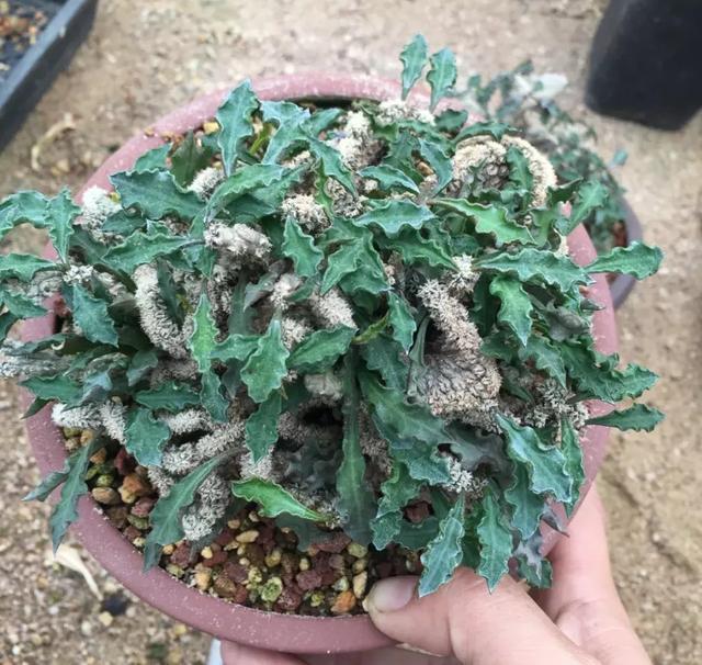 霸气侧漏的多肉植物,霸气的多肉