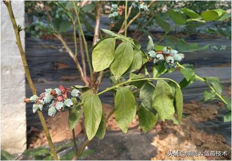 蓝莓叶片边缘焦枯是什么病害,蓝莓在高温下有哪些病害