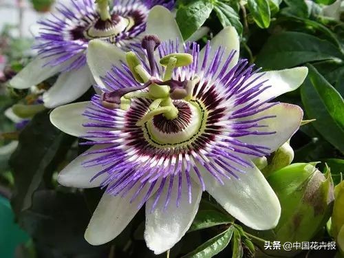 花园必备植物大全,花园常用植物科普