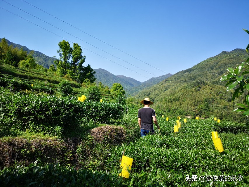 自己在家如何保存茶叶,如何在家中正确存放茶叶