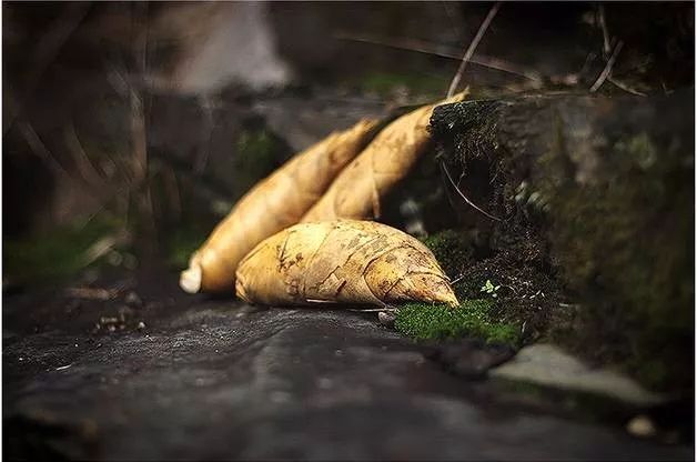 人间美味之冬笋,人间美味嫩笋