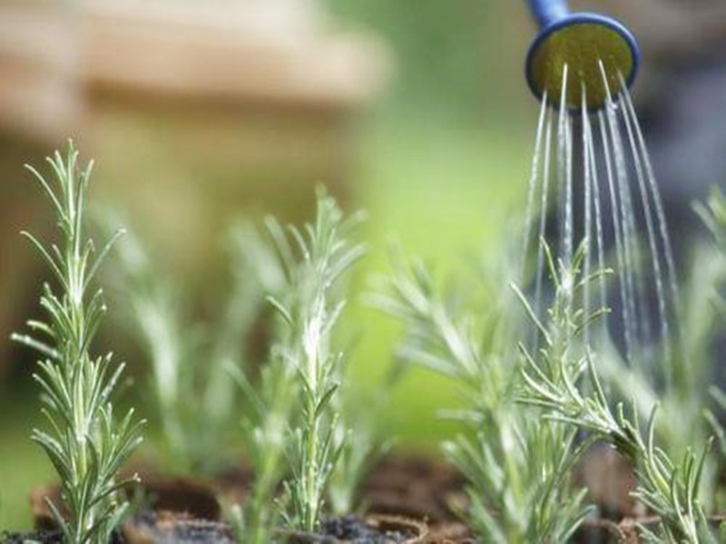 苗木被淹后怎么补救视频,苗木水淹怎么补救