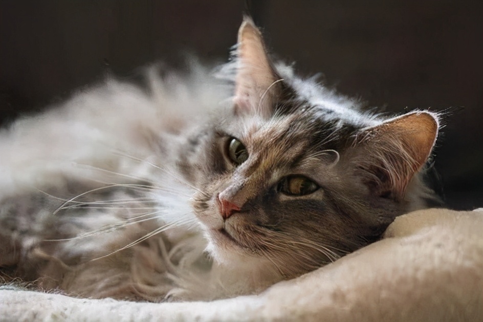 猫咪挑食纠正过来后还能喂零食吗,猫咪出现挑食情况铲屎官怎么办