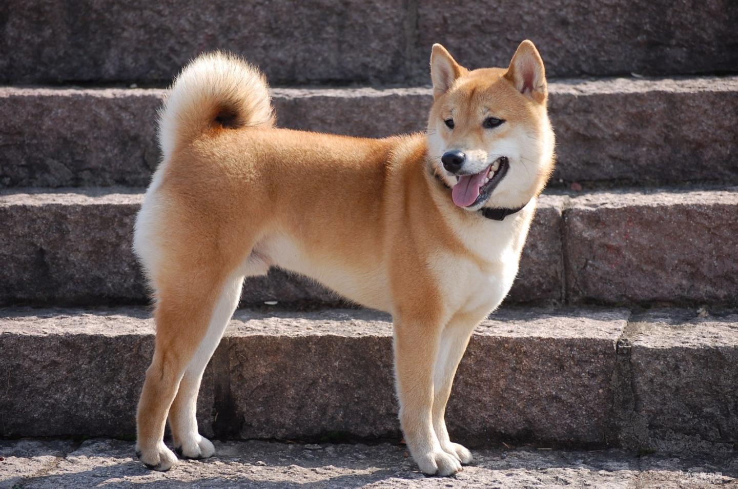 最聪明的十大狗狗品种介绍,史上最全的狗狗品种记得收藏