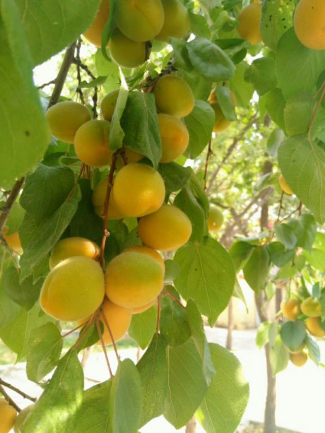 我与麦黄杏的恩恩怨怨