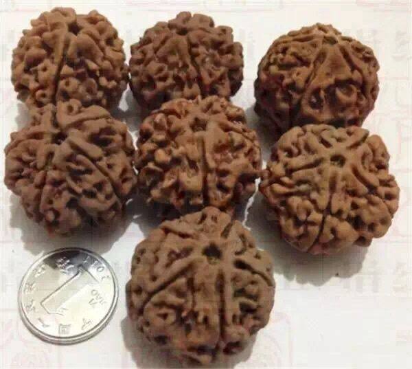 新入手的金刚菩提正确的盘玩步骤,文玩金刚菩提常识