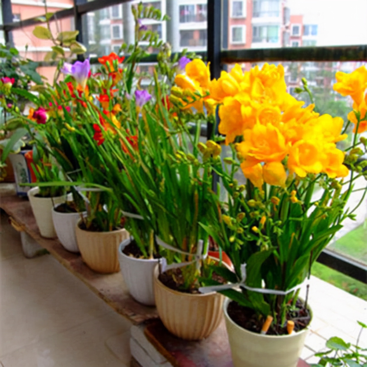 便宜的网红花有哪些图片,4种高颜值网红花