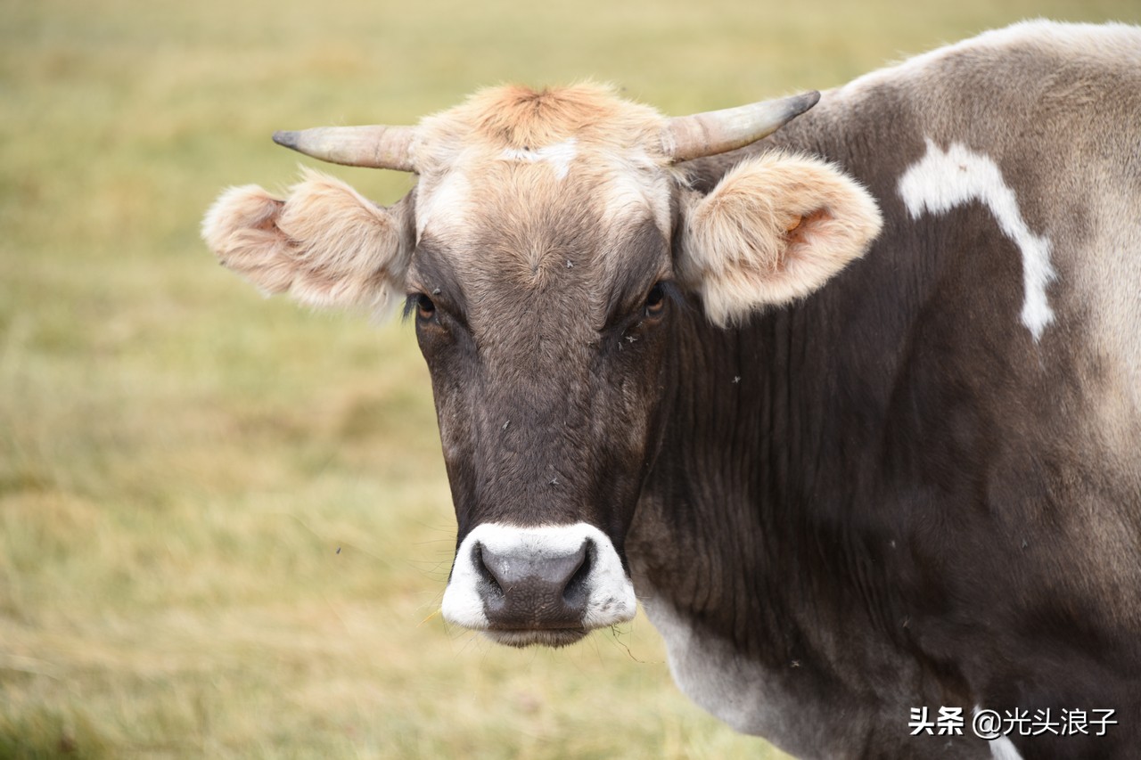 走进大自然观赏大自然的美丽风光,喀拉峻大草原风景太迷人