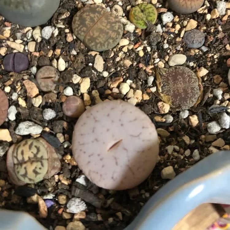 新手小白入坑多肉必看攻略,多肉新手入坑必备指南