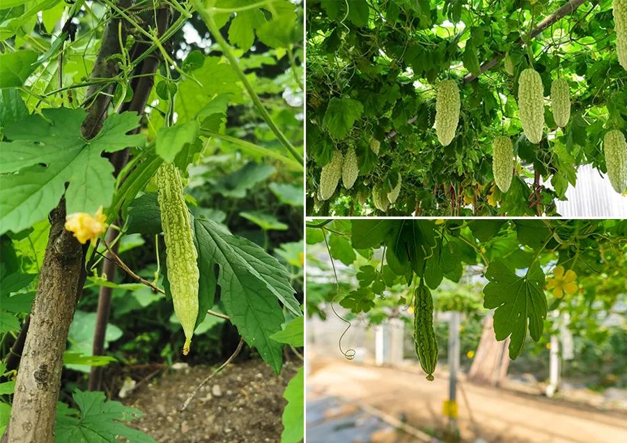 儿童画国画苦瓜的画法,儿童画教程植物