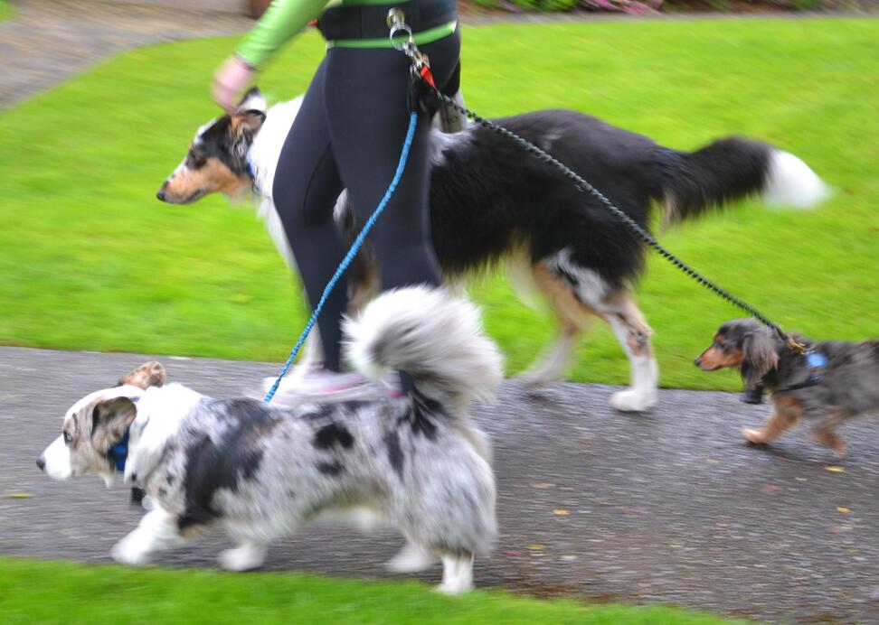 如何训练狗戴牵引带,怎么训练狗牵引