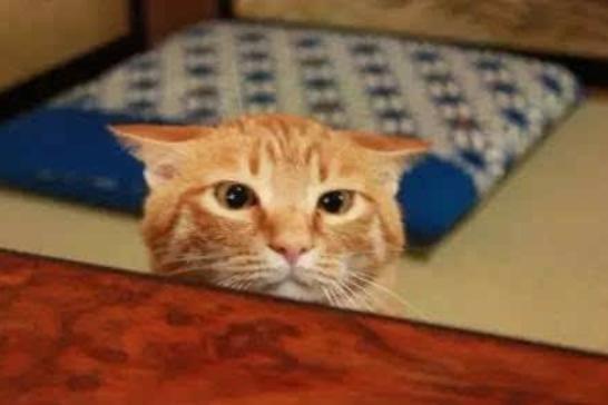 猫为什么一直看天花板害怕,猫对着天花板叫怎么回事