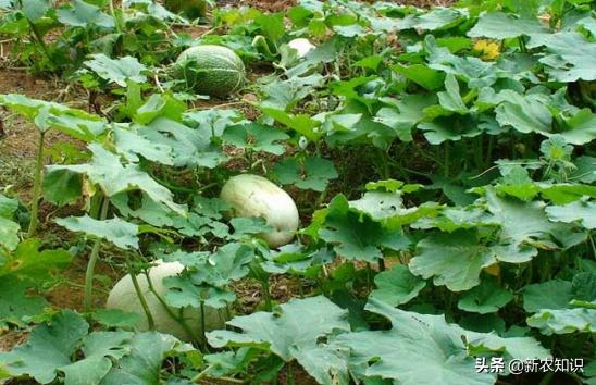 种植南瓜的管理方法,贝贝南瓜种植高产技术视频