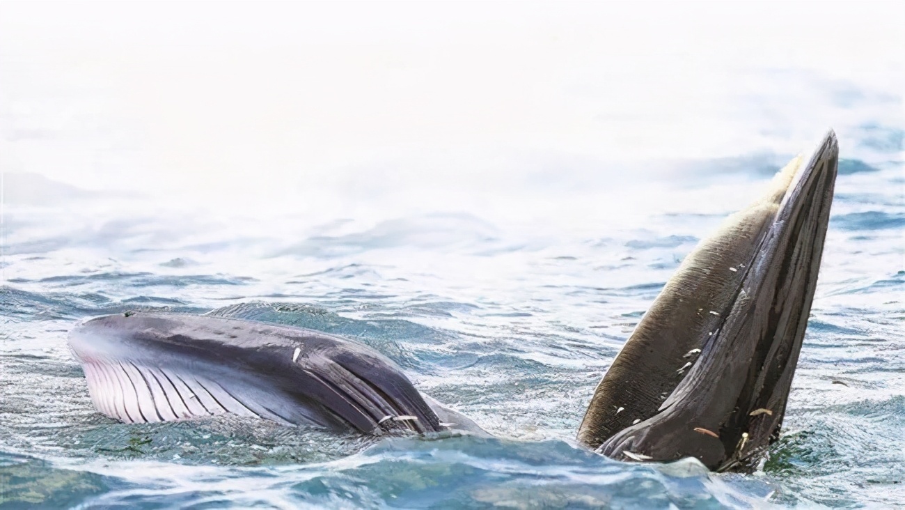 太荒唐！动物也要讲“*权人**”，英国将禁止煮螃蟹，那底层人民呢？