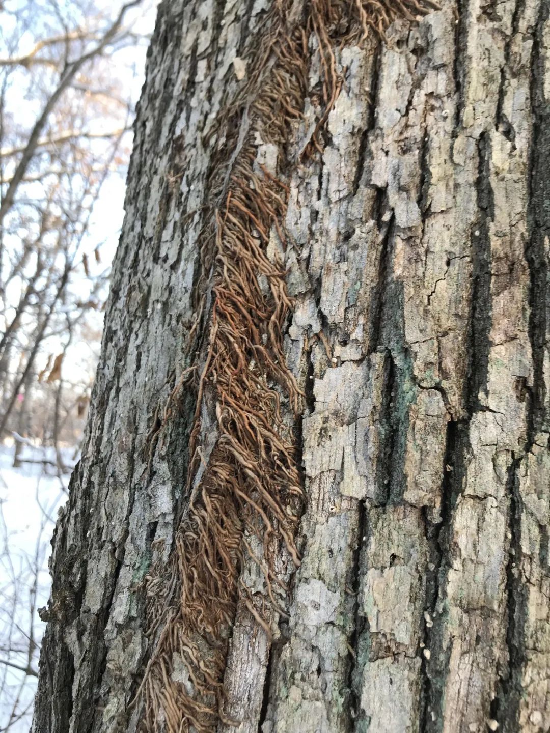 同学们好，今天我们学习的课文是《爬山虎的脚》