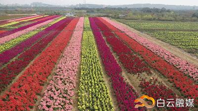 广州彩色油菜花田,广州最全浪漫花海打卡地点在哪里