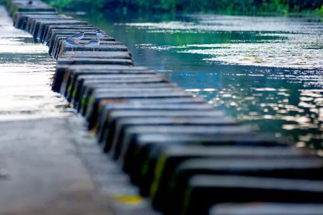 ¥599/套起!栖息30只孔雀!竹海环绕避世酒店竟全部用竹子造