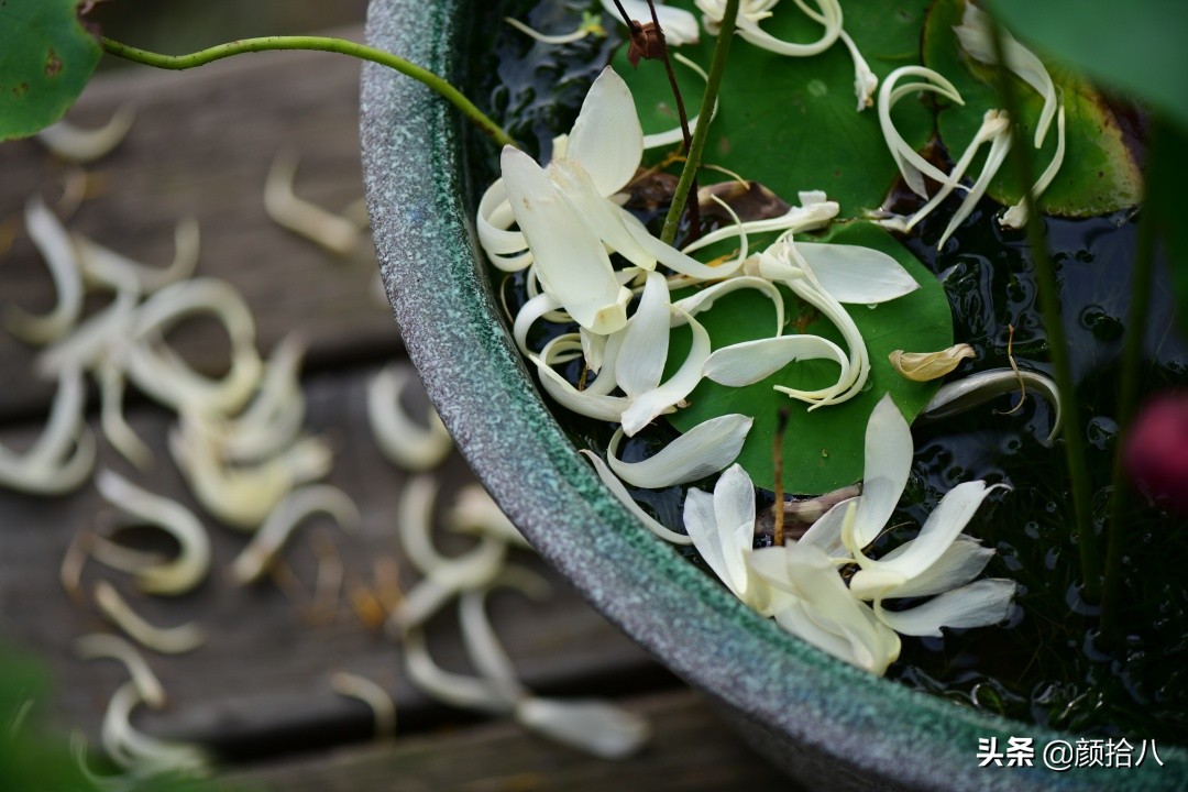 碗莲种藕生长到开花全过程,碗莲种藕到开花的过程