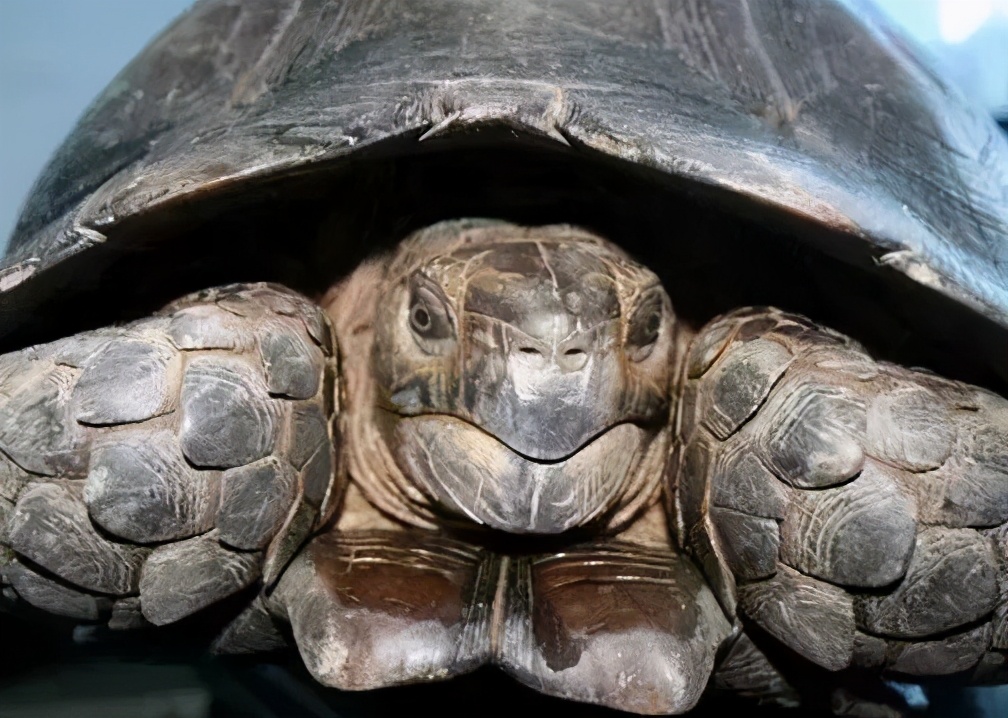 各种龟类图片大全大图,龟类展示会