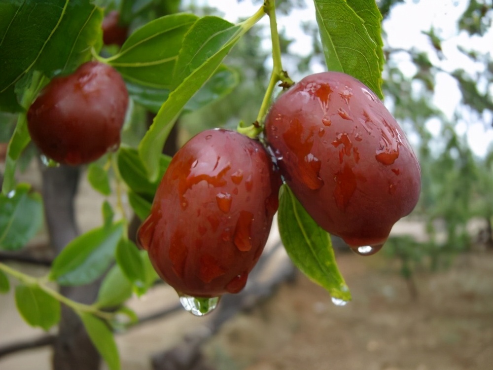 灞辫タ鐗逛骇鐢靛晢骞冲彴,灞辫タ鐗逛骇鐢靛晢
