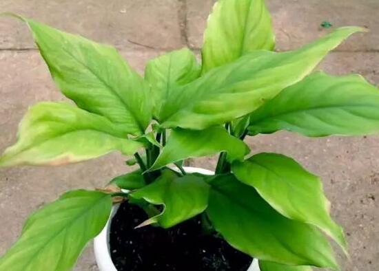 万年青长高了怎么修剪的视频,万年青的修剪方法详细图