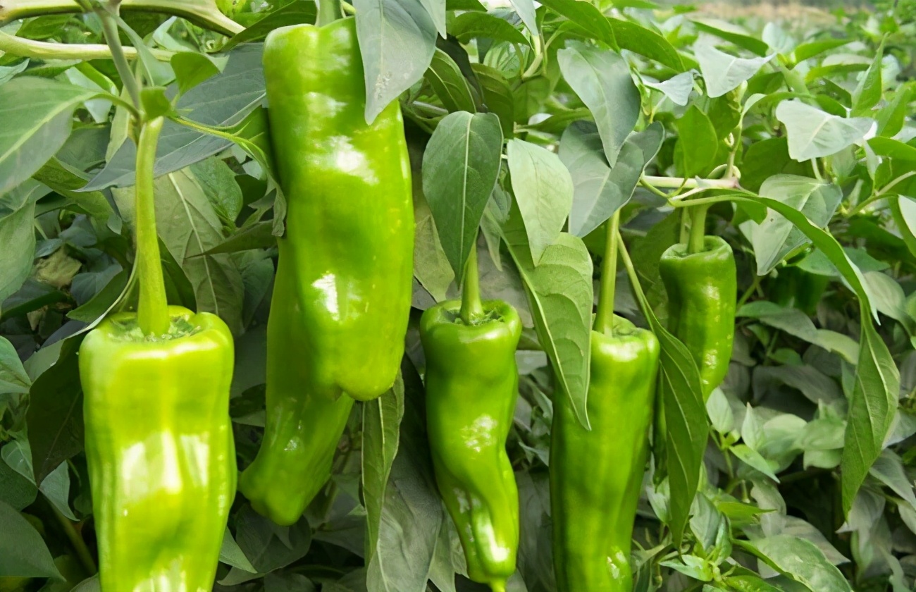 辣椒苗子烂根是什么原因,辣椒烂根死了是怎么回事