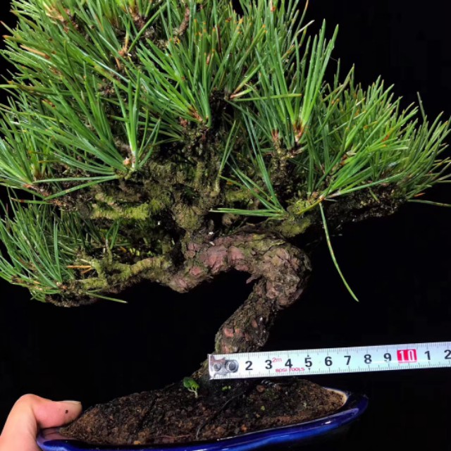 日本三河黑松盆景北方过冬,日本三河黑松小盆景