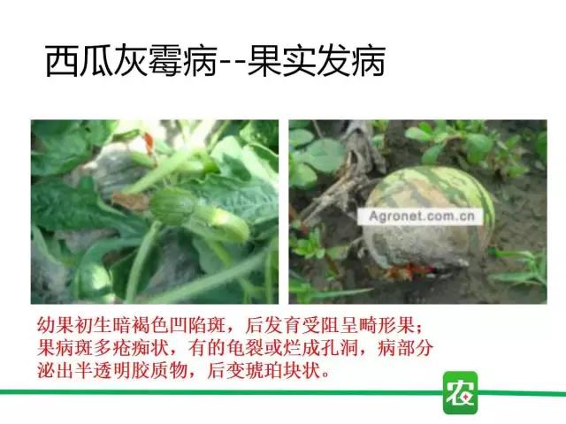 灰霉病视频图片,葡萄灰霉病和草莓灰霉病